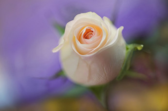 Картинка цветы розы бутон роза фон боке нежность макро