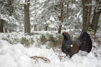 Картинка животные глухари +тетерева зима птица лес глухарь снег