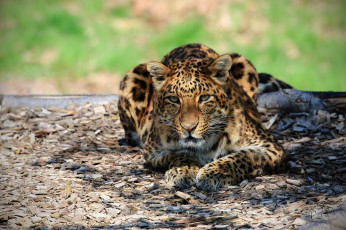 Картинка животные леопарды животное леопард большой окрас