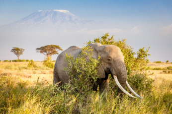 Картинка животные слоны слон африка гора