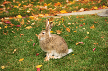 обоя белохвостый заяц, животные, кролики,  зайцы, белохвостый, заяц