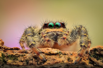 Картинка животные пауки фон глаза паук макро