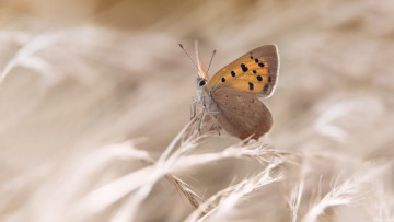 Картинка животные бабочки +мотыльки +моли colors brightness бабочка butterfly расцветка яркость