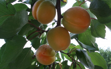 Картинка природа плоды июнь абрикос
