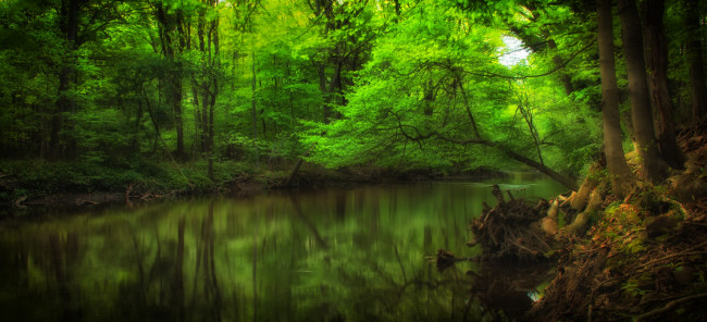 Обои картинки фото природа, реки, озера, река, лес