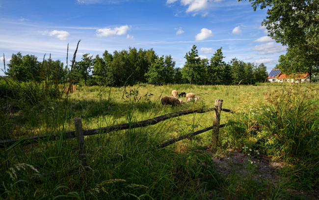 Обои картинки фото природа, пейзажи, овцы, зелень, нидерланды, лужайка, лето, деревья, забор, домик, солнце, трава