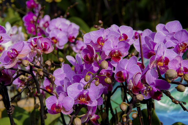Обои картинки фото цветы, орхидеи, цветение, лепестки, цветки, орхидея