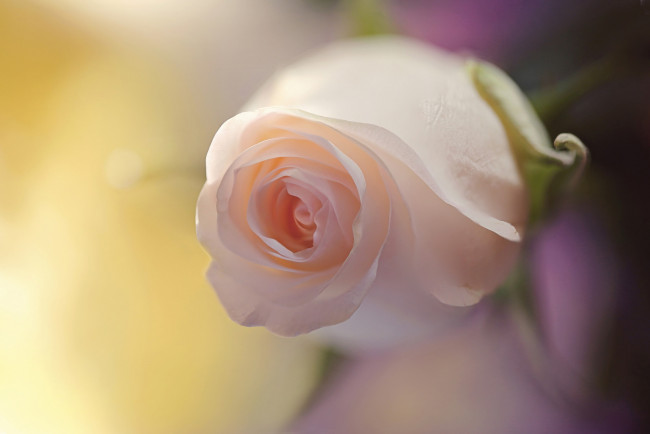 Обои картинки фото цветы, розы, фон, бутон, нежность, макро, роза