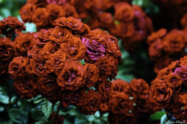 Обои картинки фото цветы, розы, роза, цветение, лепестки, розовая, бутон