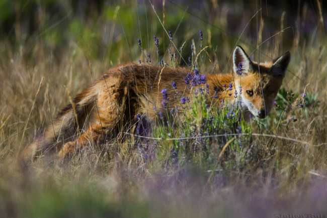Обои картинки фото животные, лисы, хитра, трава, лиса, опасна