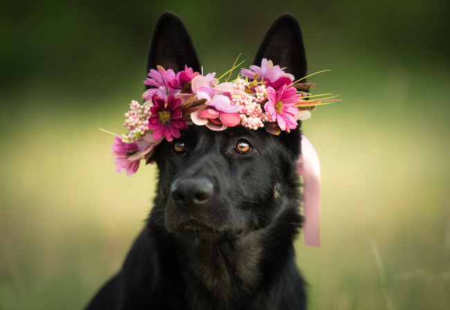 Обои картинки фото животные, собаки, цветы, морда, собака, венок, взгляд, овчарка