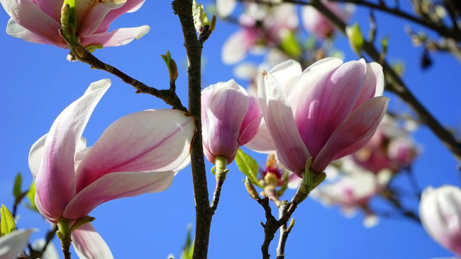 Обои картинки фото цветы, магнолии, розовая, магнолия, бутоны, весна
