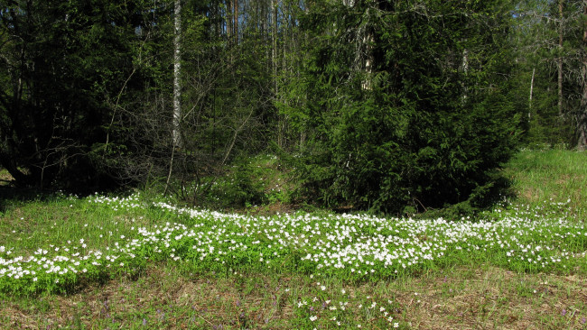 Обои картинки фото лес, природа, весна, май, карелия, подснежники, ели, цветы