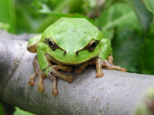 Картинка зелененький такой животные лягушки