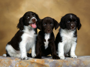 Картинка english springer spaniel puppies животные собаки