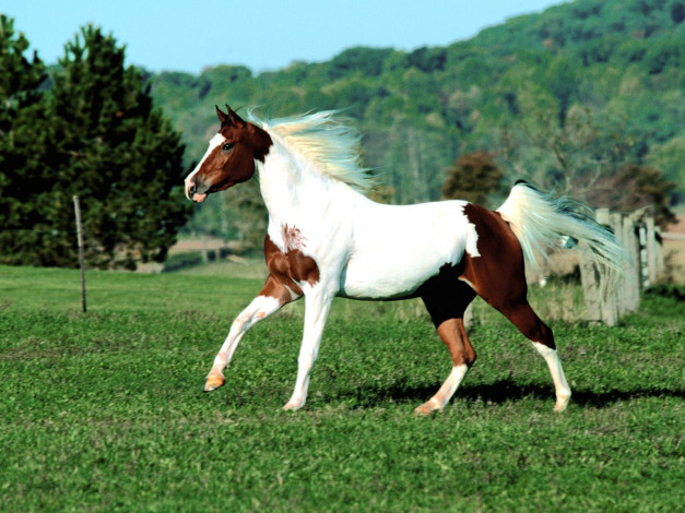 Обои картинки фото arab, pinto, животные, лошади