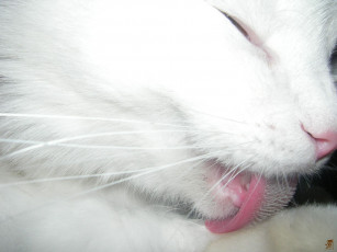 Картинка шершавый кошкин язык животные коты