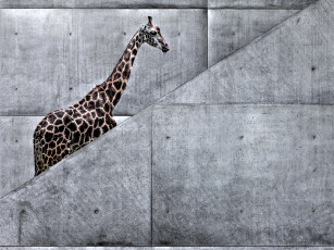 Картинка юмор приколы жираф на лестнице