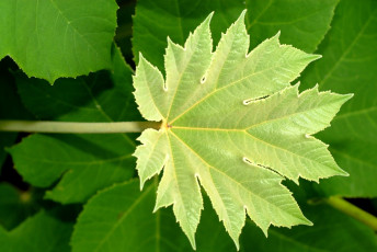 Картинка природа листья зеленый резной