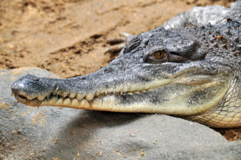 Картинка животные крокодилы хищник зубы пасть