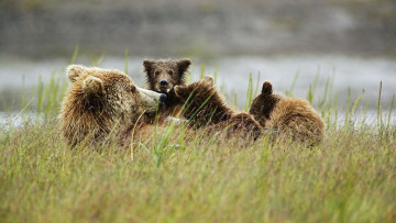 Картинка животные медведи медвежата медведица