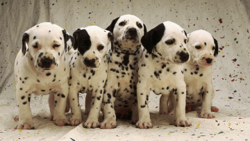 Картинка животные собаки щенки долматины