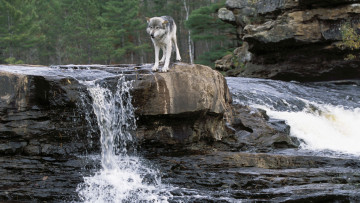 Картинка животные волки река скалы