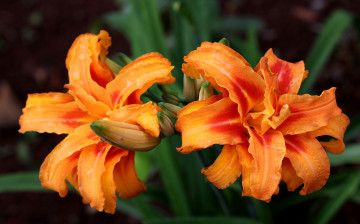 Картинка цветы лилии лилейники оранжевый бутоны