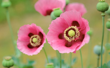 Картинка цветы маки poppies