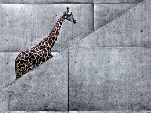 Обои картинки фото юмор, приколы, жираф, на, лестнице