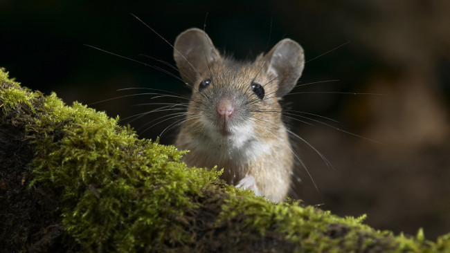 Обои картинки фото животные, крысы, мыши, мышка, мох, мордочка