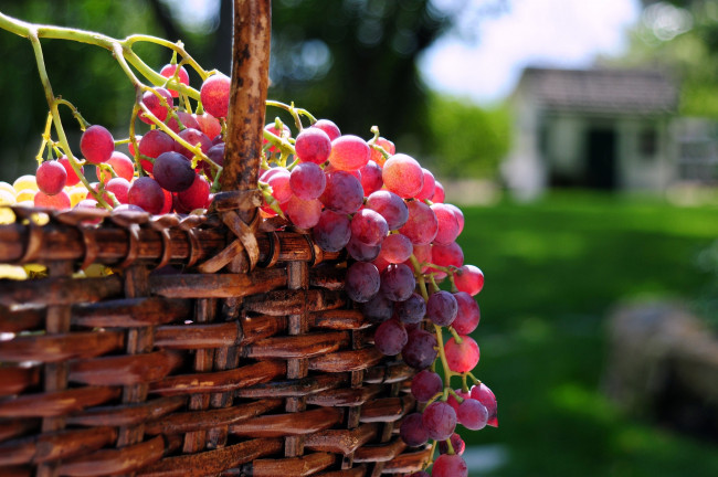 Обои картинки фото еда, виноград, гроздь, розовый, корзина