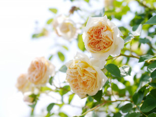 Картинка цветы розы розовый куст бутоны
