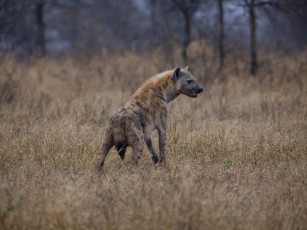 Картинка животные гиены гиеновые собаки гиена