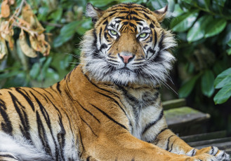 Картинка животные тигры взгляд хищник дикая кошка