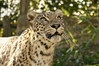 Картинка животные леопарды леопард морда интерес