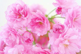 Картинка цветы сакура вишня макро цветение