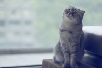 Картинка животные коты скоттиш-фолд шотландская вислоухая