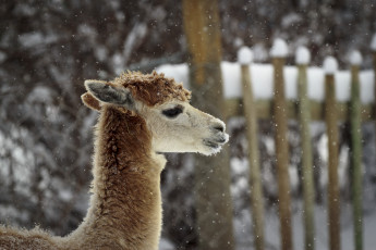 обоя животные, ламы, лама, профиль, снег