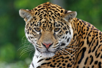 Картинка животные Ягуары взгляд морда