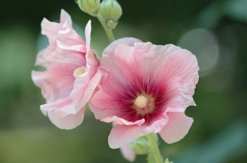 Картинка цветы мальвы шток-роза просвирник макро