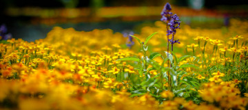 Картинка цветы разные вместе боке лаванда бархатцы