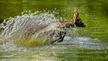 Картинка животные олени вода брызги прыжок