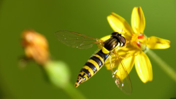 Картинка животные пчелы осы шмели цветок оса