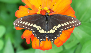 Картинка животные бабочки парусник поликсена цветок макро