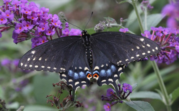 Картинка животные бабочки парусник поликсена макро