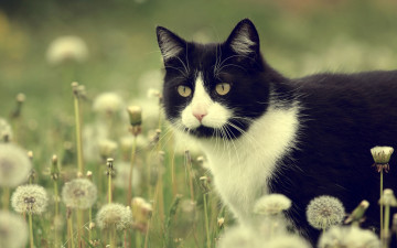 Картинка животные коты одуванчики