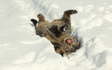 Картинка животные коты снег зима настроение