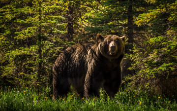 Картинка животные медведи гризли лес