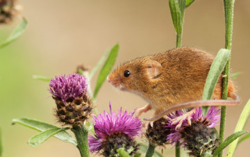 Картинка животные крысы мыши репейник мышь-малютка